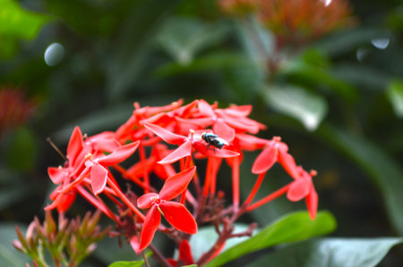insect on red Ixora flowerの写真素材