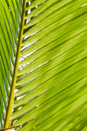 green coconut leavesの写真素材