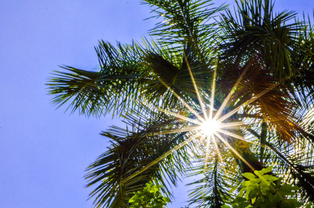 sunshine on palm treeの写真素材