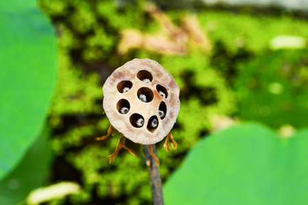 lotus seed in gardenの写真素材