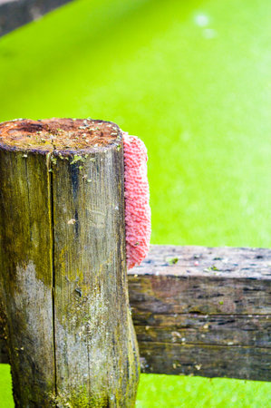 Egg Channeled applesnailの写真素材