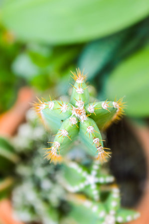 star cactusの写真素材