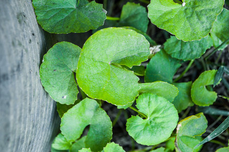 Centella asiatica