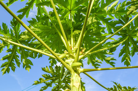 Papaya tree