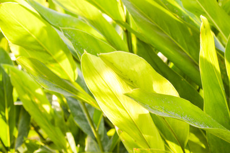 canna leaves in gardenの写真素材
