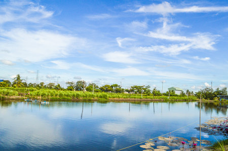 fish pond in Chachoengsao Thailandの写真素材