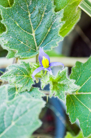 eggplant flowerの写真素材