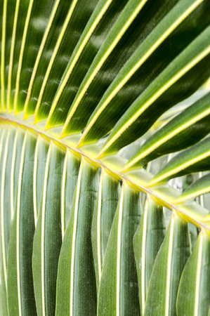 green coconut leaves