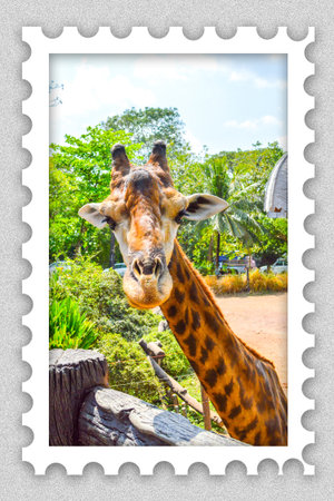 giraffe image on stamp
