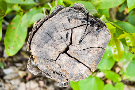 Stump tree