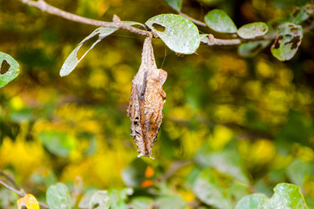 pupa on the tree
