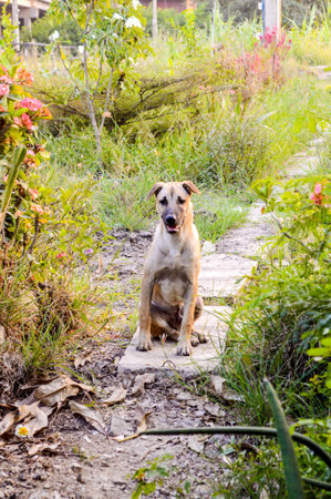 asia dogの写真素材