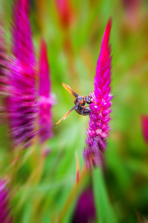 insect on Cockscomb flowers zoomの写真素材