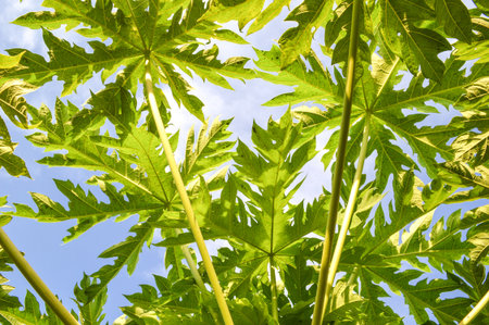 papaya leaf on blue skyの写真素材