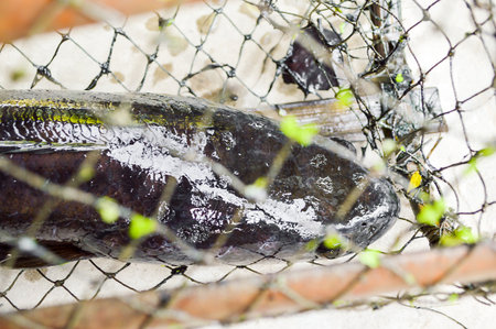 Common snakehead in nets trapの写真素材