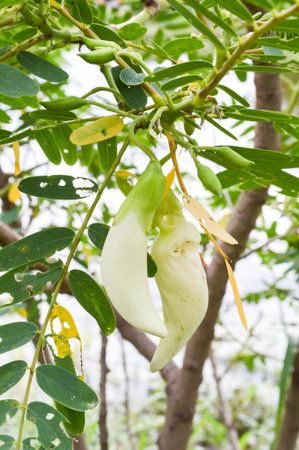 Agasta on the treeの写真素材