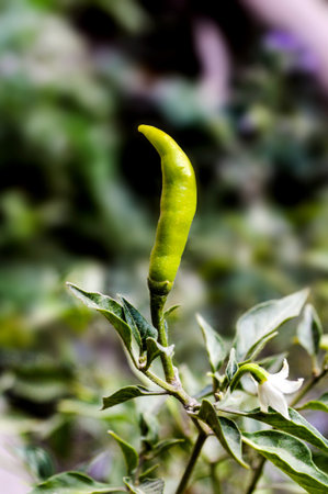 pepper tree in garden