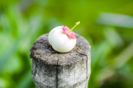 seed Melientha suavis Pierre on the wood
