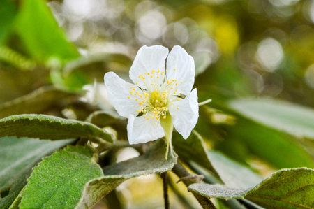 Muntingia calabura flowerの写真素材