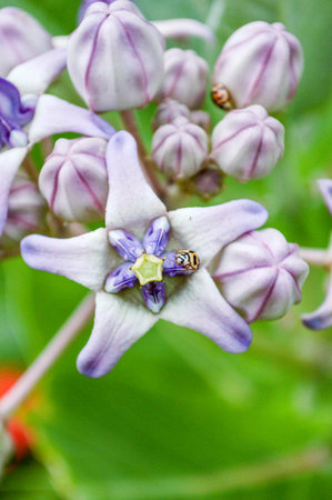 Crown Flowerの写真素材