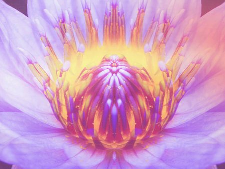 Lotus flowerの素材