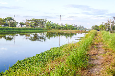 fish pond in country Thailandの写真素材