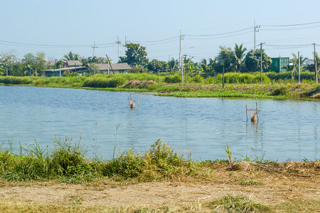 fish pond in country Thailandの写真素材