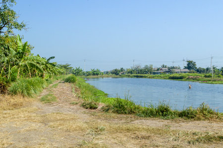 fish pond in country Thailandの写真素材