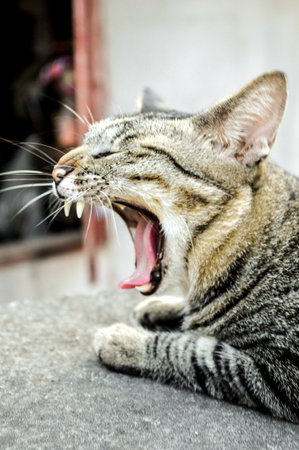 cat yawn