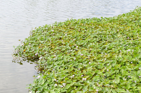 morning glory in fish pond country Thailandの写真素材