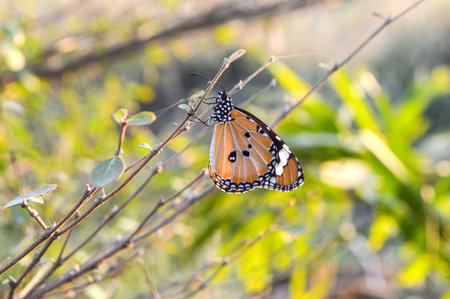 butterfly in gardenの写真素材