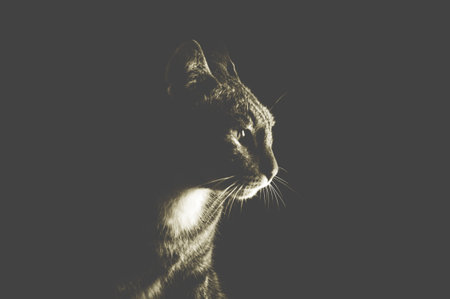 cat in dark nightの写真素材