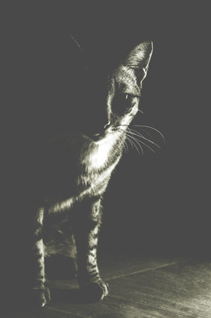 cat in dark nightの写真素材