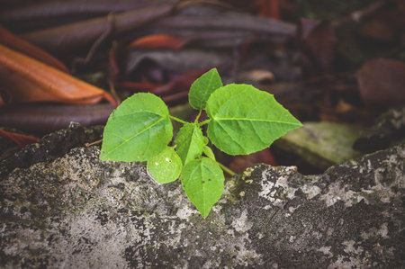 green sprout in gardenの写真素材