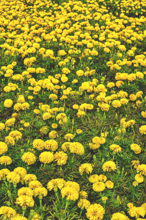 Marigold flower in gardenの写真素材