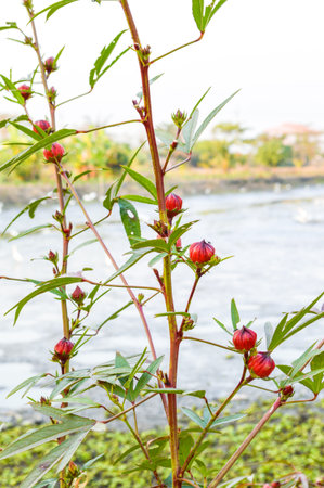 Roselle tree in garden