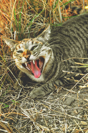 cat yawnの写真素材