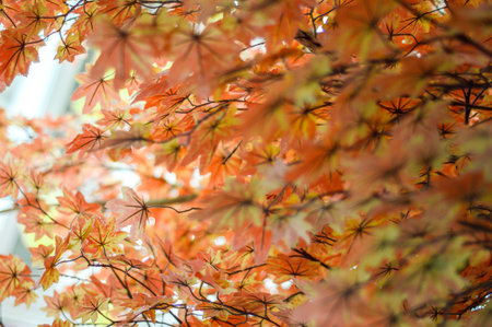 beautiful orange leaves for background