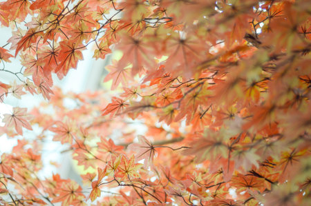 beautiful orange leaves for backgroundの写真素材