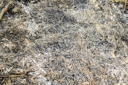 ashes on the ground
