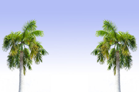 palm treeの写真素材