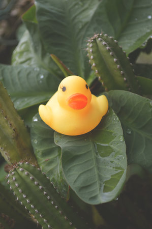 yellow plastic duck toy on green leavesの写真素材