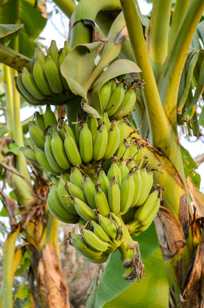 green banana tree in gardenの写真素材
