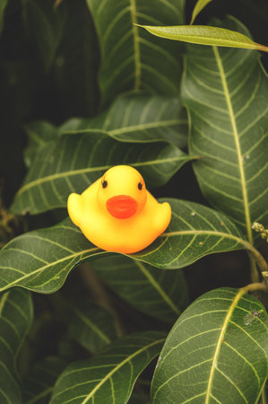 yellow plastic duck toy on green mango leavesの写真素材