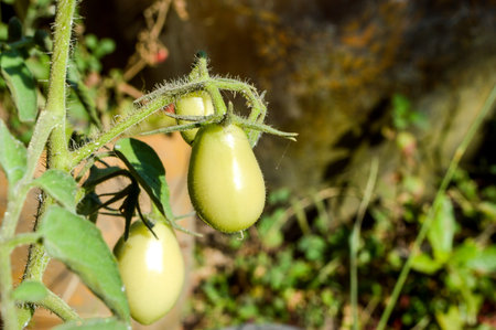 eggplant tree in gardenの写真素材