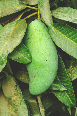 mango fruit