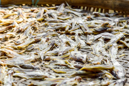 dried small fishの写真素材