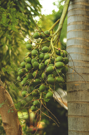 green palm seed on the treeの写真素材