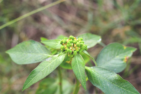 Euphorbia heterophylla Lの写真素材