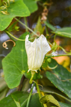 white Ivy gourd flower in gardenの写真素材